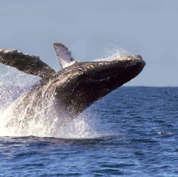 ballenas en Baja California Sur