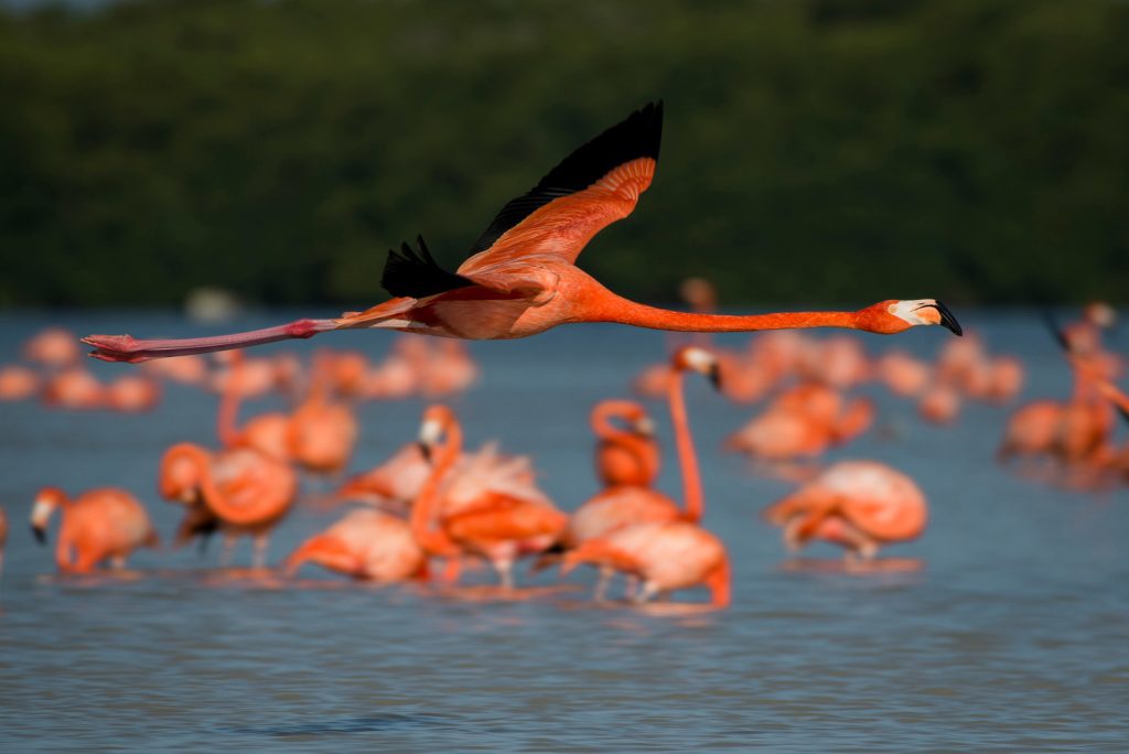 Flamingos en Celestun